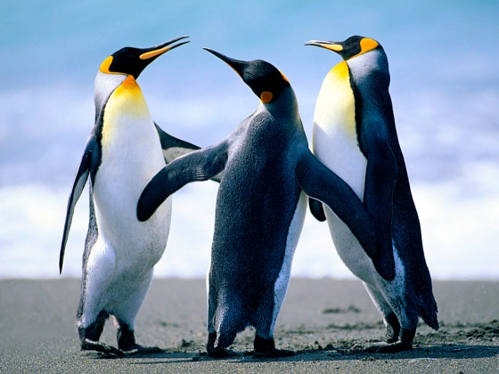 My Penguin Friends